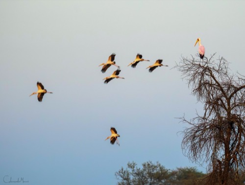 Yellow-billed Storks