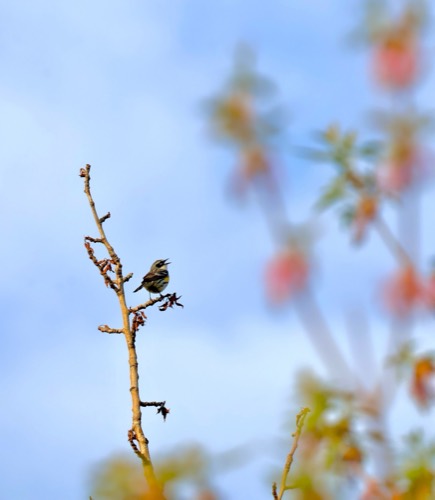 Yellow-rumped Warbler on the North Saskatchewan River