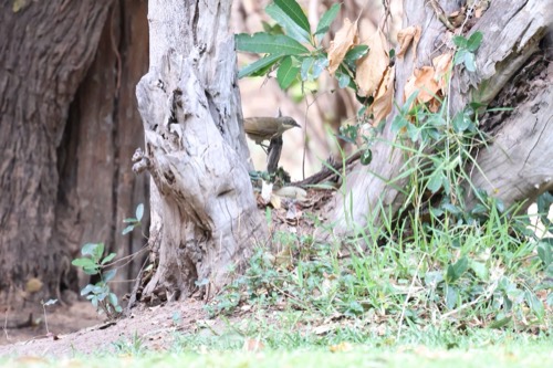 Yellow-throated Leaflove or Pale-throated Greenbul