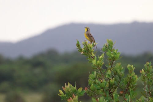 Yellow-throated Longclaw
