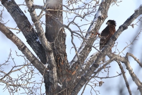 Young Bald Eagle with Icy Eyelids